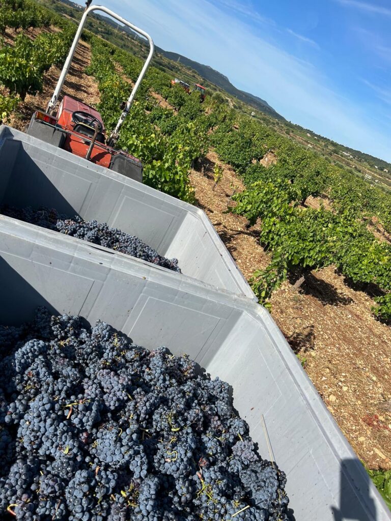 Le temps des vendanges 2026